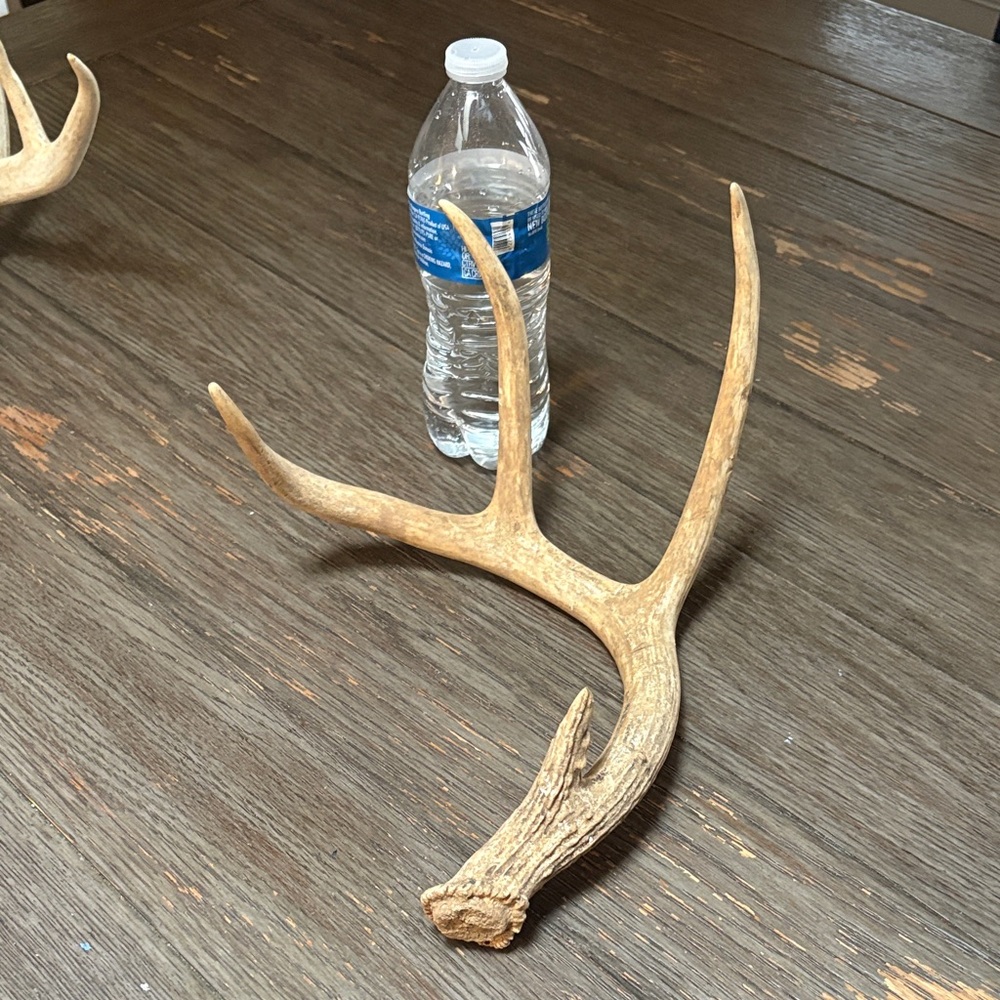 Natural Antler Decor 3